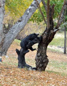 LIttle Bear in an Arizona tree