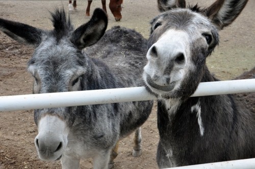 Donkeys smiling