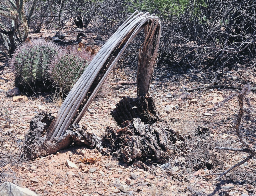 Saguaro Bones by Jane St Clair