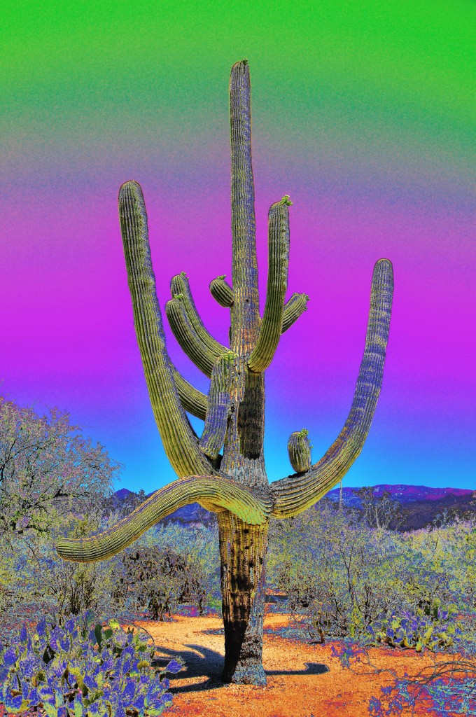 Saguaro in crazy skies Jane St Clair
