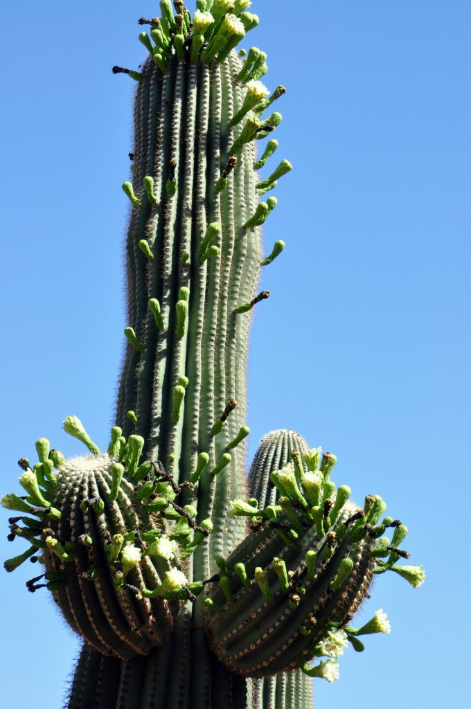 dorky saguaro flowers by Jane St Clair