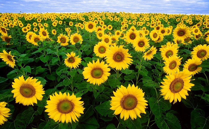 Sunflowers wiki