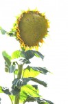 sunflower microphone