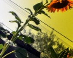 sunflower slant