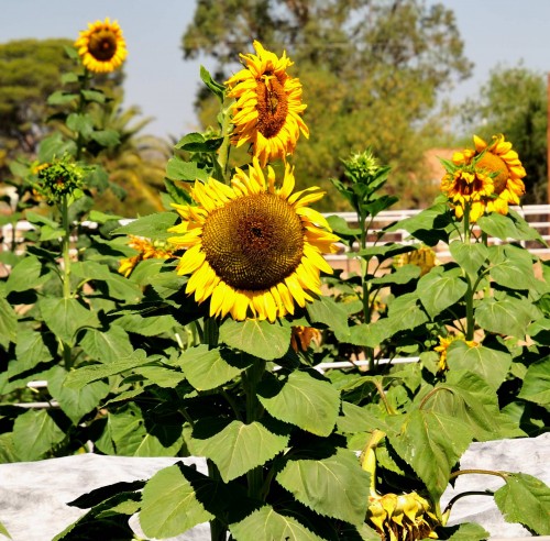 sunflowers smiling at you