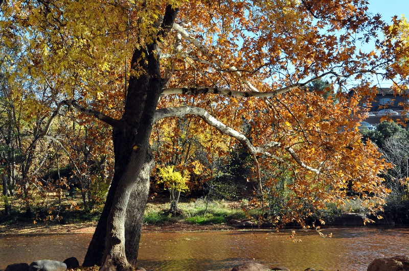 Beautiful tree in fall by water