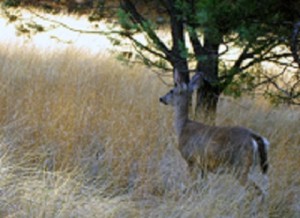 Yaqui Little Brother Deer Saila Maaso