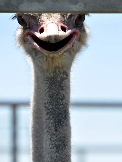 Ostrich with a Sweet Face