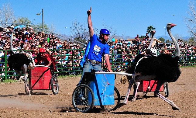 Ostriches can pull chariots