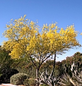 4 Palo Verde tree in spring