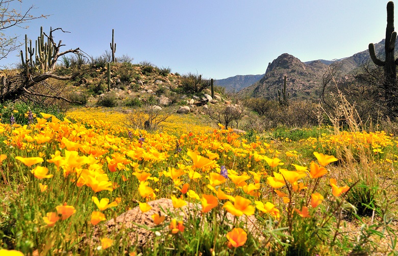 6 Desert Spring flowers Catalina Mountains