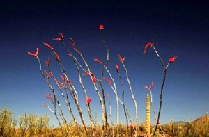 7 Ocotillo Bloom in Spring Desert