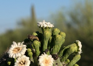 8 Sahuaro Cactus Flower