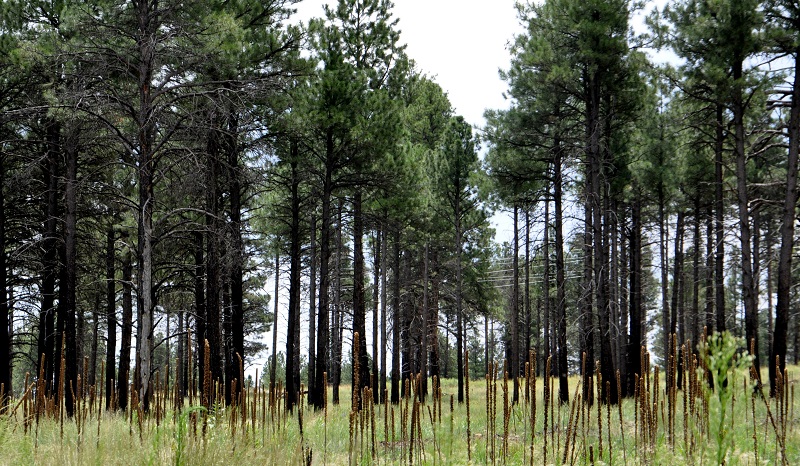 Flagstaff forest tall and skinny