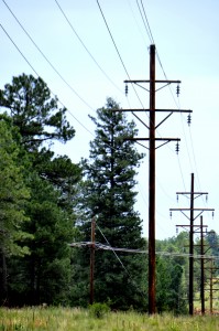 Flagstaff forest with telephone poles