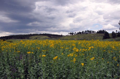 flagstaff forest meadow suddenly l