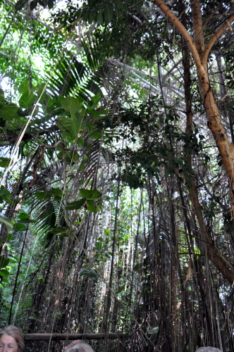 Biosphere Rain Forest