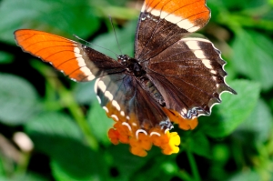 Beautiful Butterfly with Wing Spread