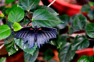 black butterfly with red leaves