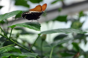orange and black butterfly hovering on a leaf