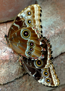 sideways brown butterflies
