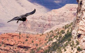 Condor in the Grand Canyon