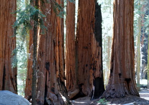 Sequoia Board Meeting - Sequoia National Forest by Jane St. Clair