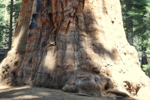 Sequoia Trees like Dinosaur Feet - Jane St. Clair
