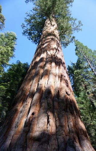 Sequoia by Jane St Clair (Oh My You Are Tall)