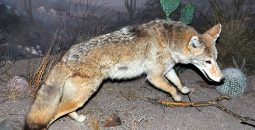 Coyote by Jane St. Clair