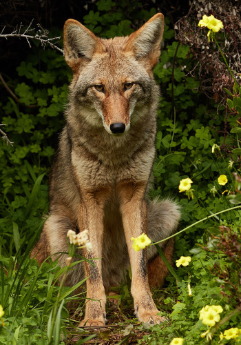 Coyote by wikipedia
