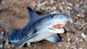 Arizona Sand Sharks Attack by Jane St. Clair
