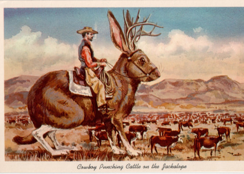Vintage Arizona Jackalopes postcard with cowboy (Jane St. Clair)