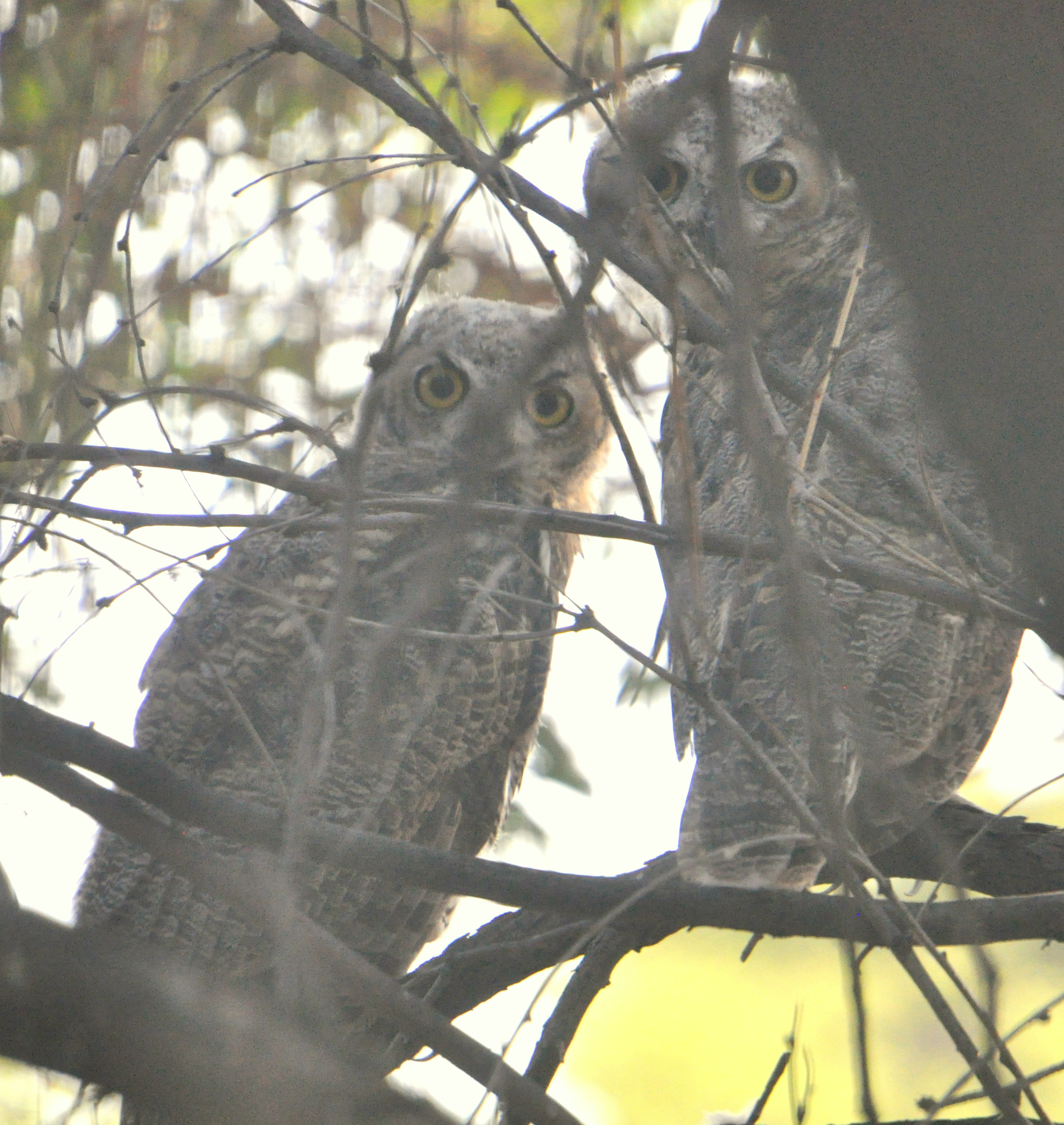 Timisarocker, The Owl-Eyes, Birdhole, Kyrie Nova